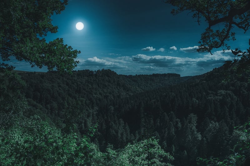 Enchanted Moonlit Forest